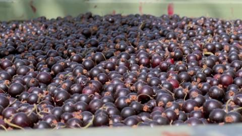many blackcurrants inside a large container