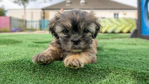 A small furry dog is pictured looking in the direction of the camera while lying down on some artificial grass. The dog is tortoise shell in its colouring.