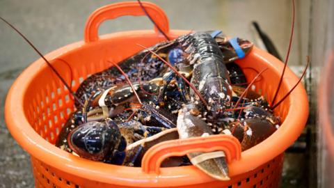 A basket filled with live lobsters sits on a wet surface. The lobsters have rubber bands around their claws, and their long antennae extend over the edge of the bright orange plastic basket.