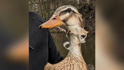 A close-up of a light brown and white duck, which has a plastic six-pack beer holder around its neck.