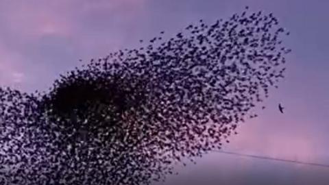 A lone falcon attacks a murmuration of starlings silhouetted against a pink and blue evening sky