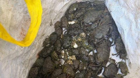 A bag of brown crabs of varying sizes