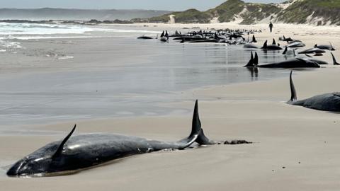 Whales stranded on a Tasmania beach