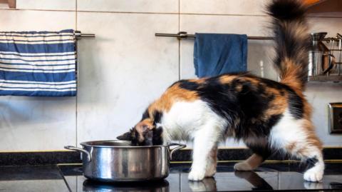 A cat atop a hob drinking from a saucepan.