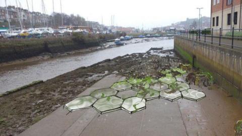 Artists impression of the hexagonal bio-receptive tiles on the slipway in Whitby. The tiles are textured and have some seaweed caught on them. 