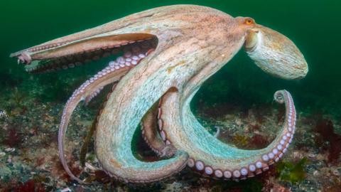 Octopus