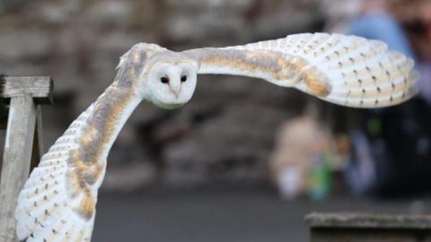 A picture of a barn owl in flight, with the background blurred. The owl has a white face and white and brown wings. Wooden perches are to the left and brown of the owl.