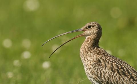 Curlew