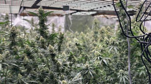 Cannabis plants in a cannabis factory. There are scores of plants underneath lights. Electrical wires are dangling from the ceiling.