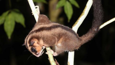 A pygmy long-fingered possum on a tree branch
