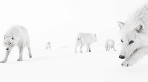 White wolves of different sizes on a white background.