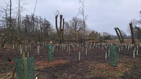 A field full of soil with dozens of freshly planted trees. The sky is grey and there are bigger trees in the background.