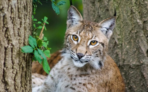 A Eurasian lynx cat