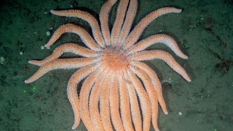 A sunflower sea star with multiple arms sits on a rock underwater. 