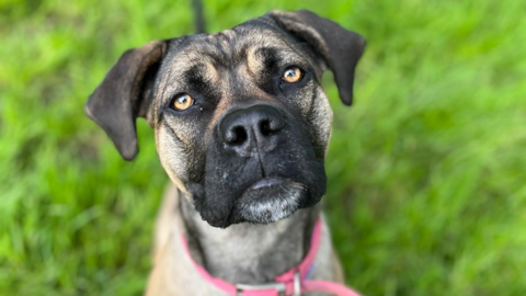 A crossbreed dog with golden eyes stares straight at the camera. She has a pink collar on. She is standing on grass.