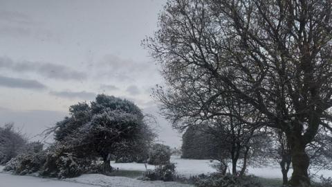 A snowy woodland scene. Trees and the ground is coverd in white  snow. Snow flakes are falling from the sky.