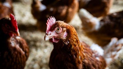 A chicken indoors. It is brown and surrounded by other chickens. 