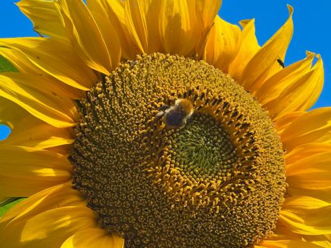 A close-up view of a large yellow sunflower fills the frame. A bumblebee is collecting pollen from the flower's centre, surrounded by vivid yellow petals against a clear blue sky.