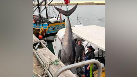 A silver and black-coloured bluefin tuna is lifted from a fishing trawler on to Whitby Harbour.