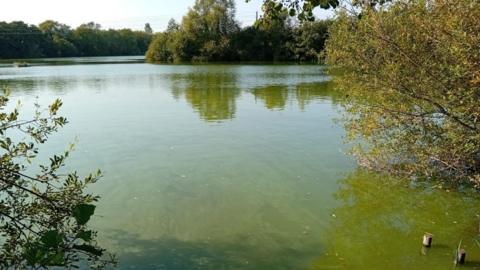 Duck Lake with its waters turned green because of the algae bloom. Trees are seen along the lake. It's a sunny day.