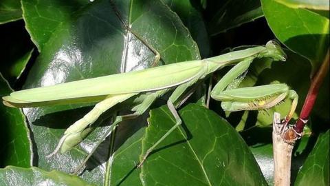 A green European praying mantis is perched on green leaves and a stick. It appears to be looking underneath one of the leaves. It is a light green colour. The leaves are dark green.