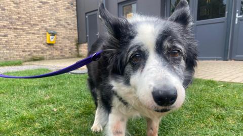 Tess, a black and white dog, staring at the camera while standing on a patch of grass 