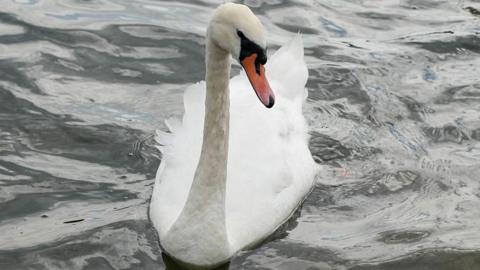 A white adult swan on grey water. It is heading towards the viewer, with its neck up and head tilted to the right.