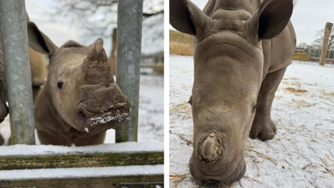 two photos side by side of white rhino calves seeing snow for the first time.