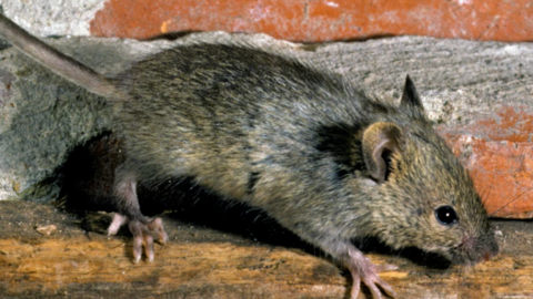 Image of one single brown mouse.