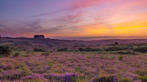 The heathland at sunset. In the foreground is lots of purple lavender which extends across the land. The sky is purple and on the right yellow. 