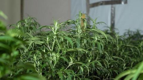 Stock image of cannabis plants.