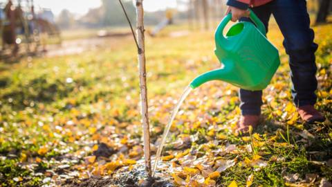 A child holding a watering can and pouring water on a small tree.