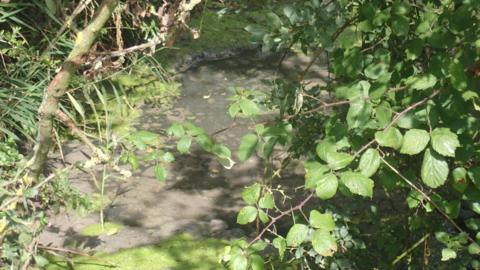 A river is seen with sewage floating in it, through brambles and undergrowth