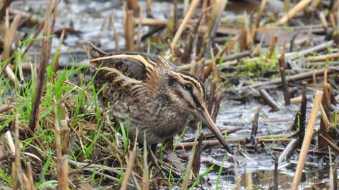 A jack snipe crouching among the reeds in a wetland. It has camouflaged feathers brown and cream to blend in with reed stalks. It has tilted its head and looked straight at the camera.