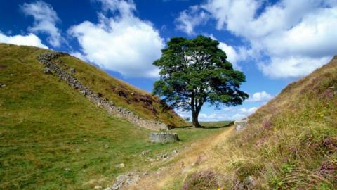 Sycamore Gap tree. 