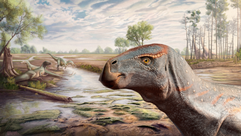 An artist's impression of how Cariocecus bocagei might have looked like.