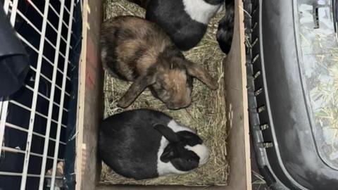Rabbits rescued from a shop fire