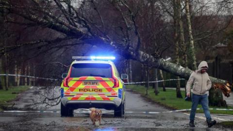 The rear of a Police Scotland SUV with its blue lights flashing. It is blocking a road where a large tree has fallen from right to left across the way. There is a man in a large beige coat to the right of the frame. His corgi dog is walking along beside him.