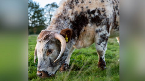 Grazing longhorn cattle at Scotney Castle, near Tunbridge Wells. 