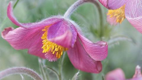 A pink Pasqueflower.