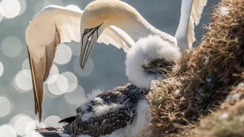 A white bird with a long beak with its wings spread. It is in a brown nest and there is a black and white fluffy bird in front of it.
