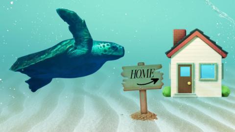 a turtle under the sea with a sign in the sand that reads 'home' with an arrow pointing to a traditional house, but underwater. 