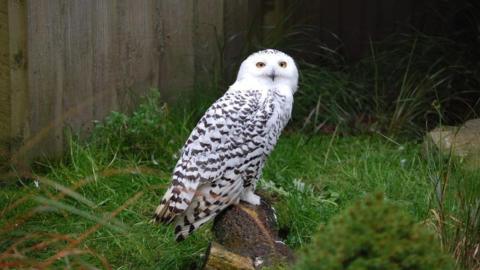 A white owl with brown spots sat on a log. The owl has yellow eyes and is staring at the camera. There is green grass around the log. 