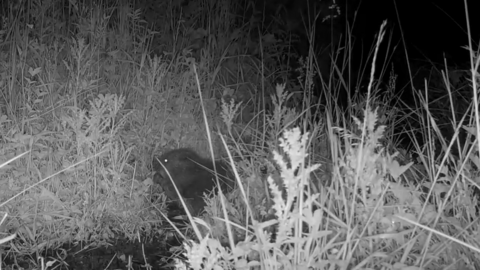 A kit pictured at night-time in shrubbery in a black and white picture taken by a nightcam