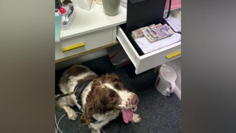 A brown and white cocker spaniel is pictured near a cash register with stacks of cash inside it.