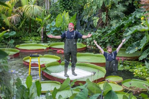 A man standing on a Victoria waterlily 