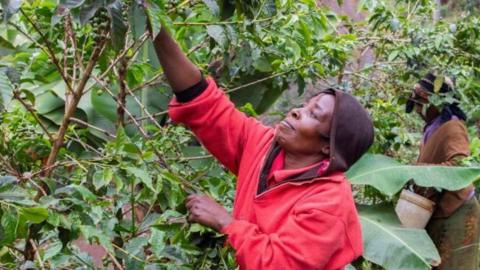 A woman in a red sweat shirt picks coffee berries on a small farm in Komothai, Kenya.