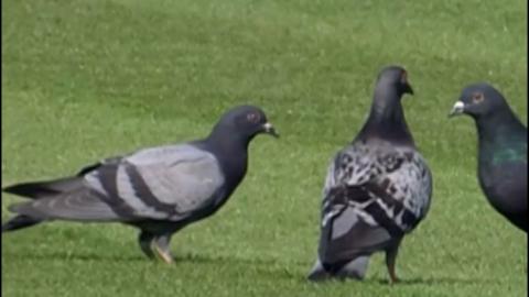Pigeons on the grass at Lord's Cricket Ground in London