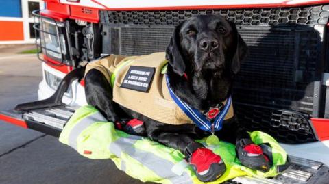 Black labrador Reqs resting on the front of a fire engine while lying on a hi-vis jacket. He is wearing a light brown jacket over his body and has a medal with a blue ribbon around his neck.