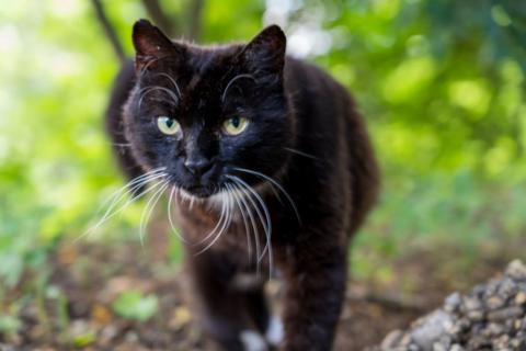 A generic image of a black cat facing the camera in an outdoor setting